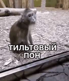 🌟 тильтовый ПОН macaco, animal, meme whatsapp sticker