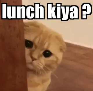 👀 lunch kiya ? gato, almuerzo, meme, lindo, animal, mascota telegram sticker
