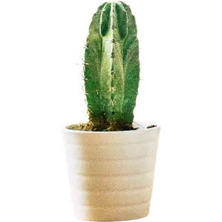 🌵 กระบองเพชร, พืช, ไม้อวบน้ำ, ไม้กระถาง, ธรรมชาติ, สีเขียว, ไม้ประดับ telegram sticker