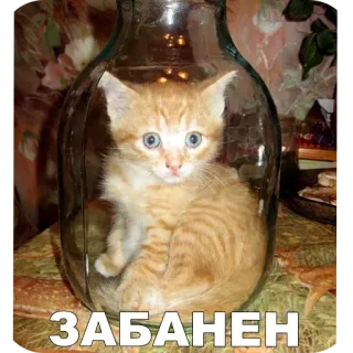 🐱 ЗАБАНЕН telegram sticker