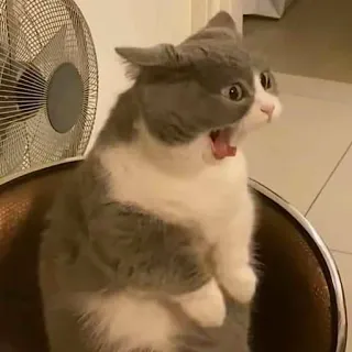 😦 고양이, 놀란, 웃긴, 동물, 충격, 밈 telegram sticker