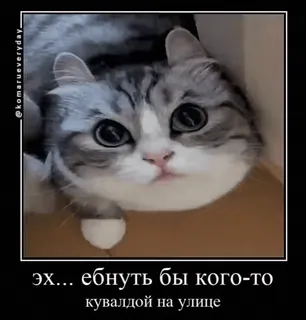 🥺 Эх... ебнуть бы кого-то кувалдой на улице gato, humor, russo, violência, ofensivo, marreta whatsapp sticker