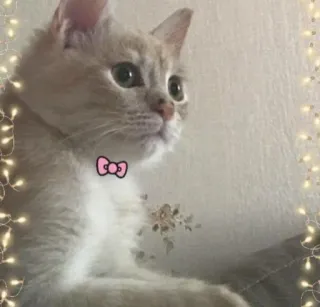 😸 kat, kitten, dier, schattig, huisdier, huispoes, poes telegram sticker