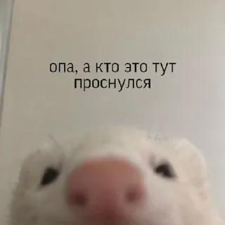 😏 опа, а кто это тут проснулся เฟอร์เร็ต, สัตว์, น่ารัก, ตลก, รัสเซีย, ข้อความ, มีม telegram sticker