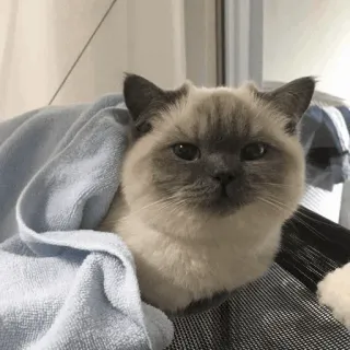 🕯 cat, pet, animal, cute, siamese, kitten, domestic cat, towel whatsapp sticker