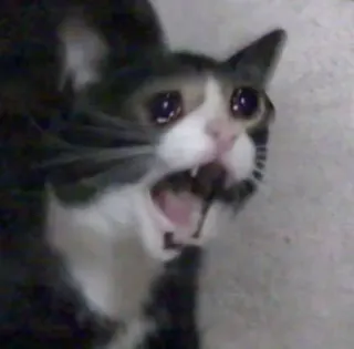 🌟 chat, pleurer, mème, animal, animal de compagnie, triste telegram sticker