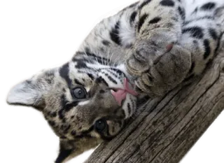 👏 Nebelparder, Tier, Wildtier, Katze, Leopard, Säugetier telegram sticker