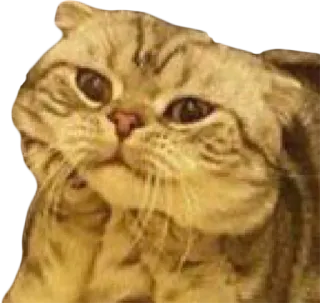 😌 cat, animal, cute, pet, domestic cat, feline telegram sticker
