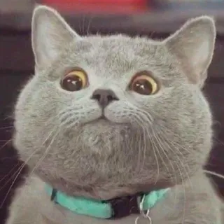 😏 chat, animal, animal de compagnie, mignon, mammifère, domestique, félin telegram sticker