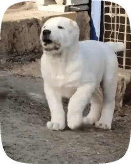 🐶 cane, cucciolo, cane bianco, animale domestico, animale, carino, cane che cammina telegram sticker