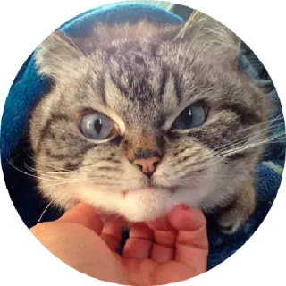 😟 chat, animal de compagnie, animal, mignon telegram sticker