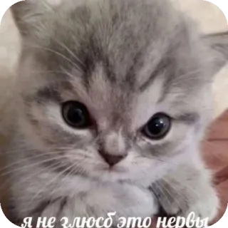 🐱 я не злюсь это нервы 猫, 小猫, 动物, 可爱, 表情包, 俄语 whatsapp sticker