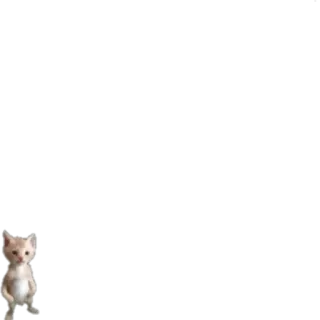 😶 kucing, binatang, anak kucing, hewan peliharaan, imut, domestik telegram sticker