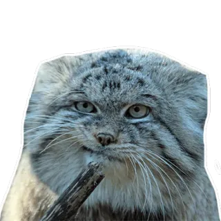 😐 gatto, animale, mammifero, gatto selvatico telegram sticker