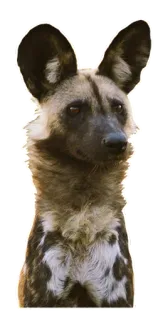 📡 likaon, zwierzę, pies, dzika przyroda, ssak, psowate telegram sticker