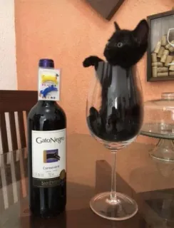 🥳 Gato Negro gato, vino, copa, botella, gato negro, animal telegram sticker
