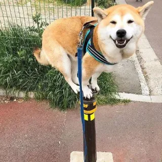 😅 Hund, Shiba Inu, Pfahl, Tier, Haustier, süß, lustig telegram sticker