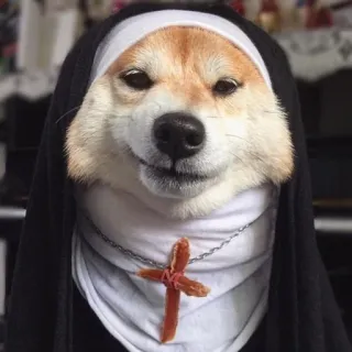 💒 cane, suora, religione, umorismo, meme telegram sticker