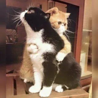 🐈 고양이, 새끼 고양이, 애완 동물, 동물, 우정, 귀여운, 포옹 telegram sticker