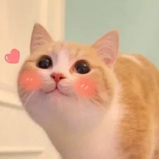 🩹 Katze, süß, Tier, Haustier, Herz whatsapp sticker