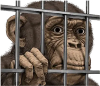 🐵 monyet, kandang, hewan, sedih, penangkaran telegram sticker
