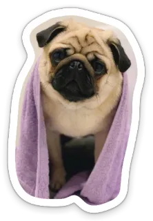 😟 dog, pug, towel, animal, cute telegram sticker