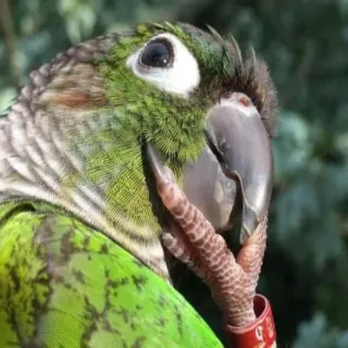 🐦 pássaro, papagaio, verde, animal, aratinga telegram sticker