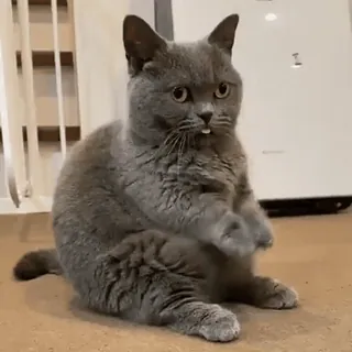 🤪 Katze, Tier, süß, Britisch Kurzhaar, graue Katze, Haustier whatsapp sticker