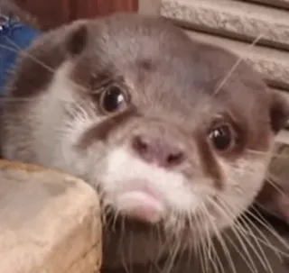 😞 otter, cute, animal, mammal, wildlife, sad, meme, funny telegram sticker
