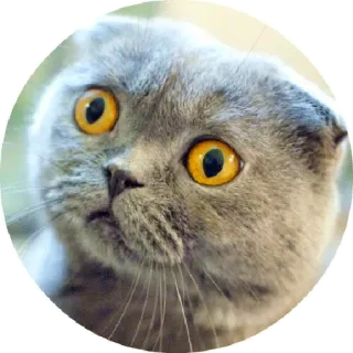 😄 chat, mignon, chaton, animal, domestique, félin telegram sticker