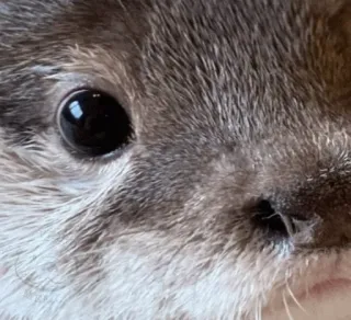 😨 otter, animal, mammal, wildlife, cute, close-up, eye telegram sticker