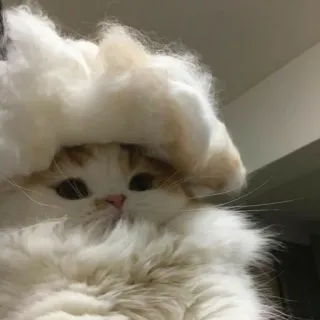🙁 Katze, flauschig, Tier, Haustier, süß telegram sticker