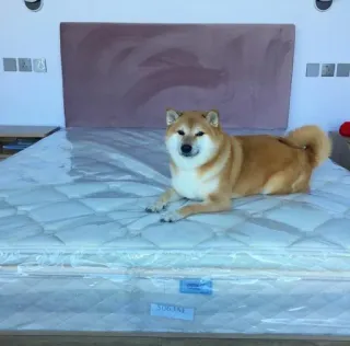 ❤️ dog, Shiba Inu, pet, mattress, animal, domestic animal, bed telegram sticker