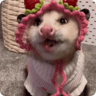🍓 opos, zwierzę, słodki, kapelusz, sweter telegram sticker