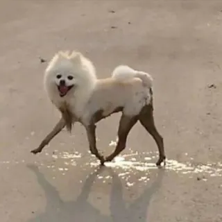 🤡 chien, poméranien, animal, animal de compagnie, mignon, drôle telegram sticker