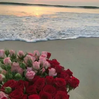 🥰 mawar, pantai, samudra, bunga, matahari terbenam, romansa, alam, laut telegram sticker