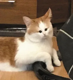 😐 Katze, Tier, Haustier, süß, orange, weiß telegram sticker