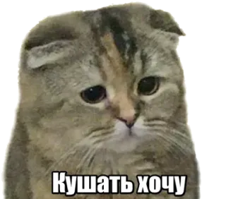 🍳 Кушать хочу cat, sad, hungry telegram sticker