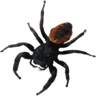 🕷 spin, spinachtige, insect, dier, wildlife, natuur telegram sticker