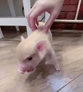 🐷 Ferkel, Haustier, Tier, Minischwein, süß, Haustier, Nutztier whatsapp sticker