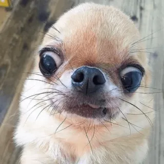 😢 chihuahua, hond, huisdier, dier, kleine hond, schattig, grappig telegram sticker