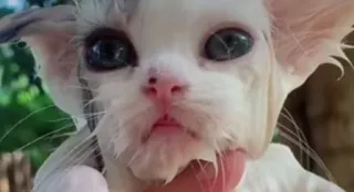 🌟 кот, животное, питомец, милый telegram sticker