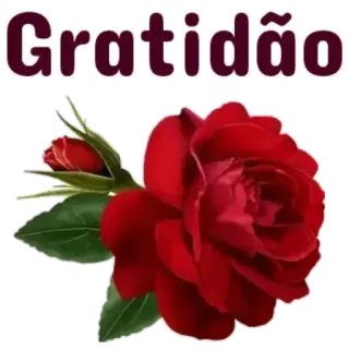 😊 Gratidão Dankbarkeit, Rose, Blume, Blumenmuster, Rot whatsapp sticker