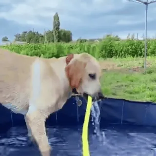 🤩 Hund, Haustier, Wasser, Pool, Tier, süß, Labrador telegram sticker