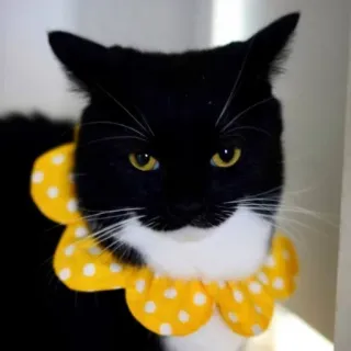 😏 cat, pet, tuxedo cat, animal, domestic animal whatsapp sticker