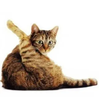 😳 cat, animal, domestic cat, feline telegram sticker