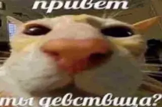 😱 Ollie the cat привет
ты девственница? telegram sticker