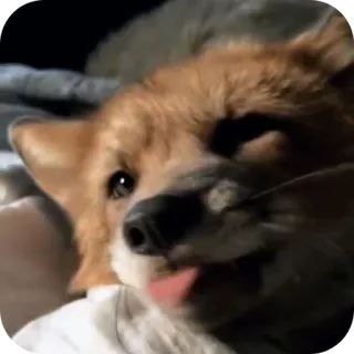 👅 telegram sticker