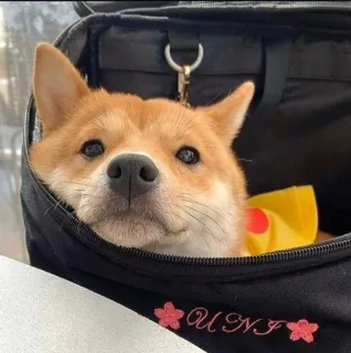 👀 UNI Hund, Shiba Inu, Haustier, Tier, süß telegram sticker