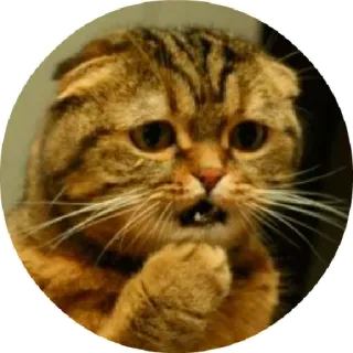 😃 chat, effrayé, triste, mignon, drôle telegram sticker